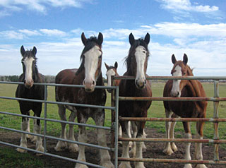 Young horses at Riverside Clydesdales