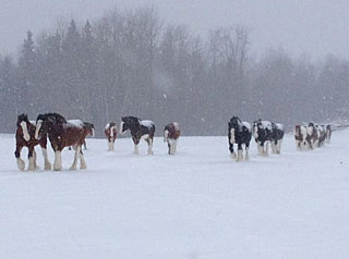 Horses at Riverside Clydesdales